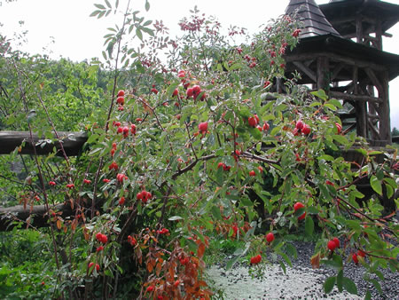 Click to display next picture