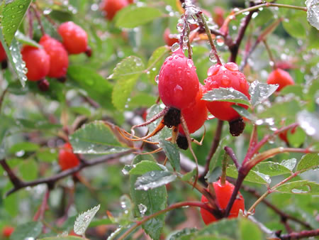 Click to display next picture