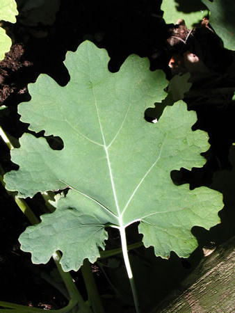 Click to display next picture