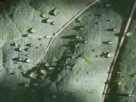 Click to display next picture