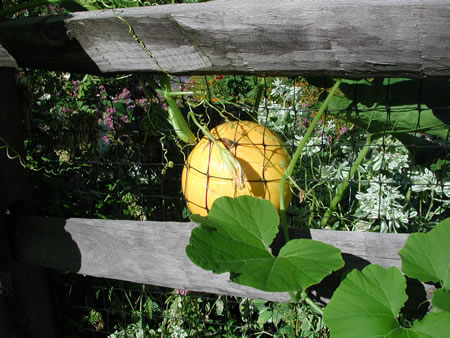 Click to display next picture