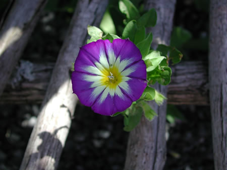 Click to display next picture