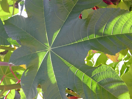 Click to display next picture